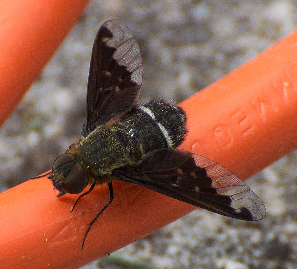 Hemipenthes velutina (Bombyliidae)